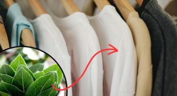 Vestiti sbiaditi da ravvivare? Il segreto è usare l’alloro