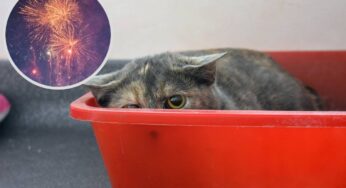 Botti di Capodanno e animali: come proteggere cani e gatti