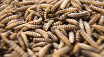 Questi insetti sono la scoperta rivoluzionaria che potrebbe salvare il pianeta